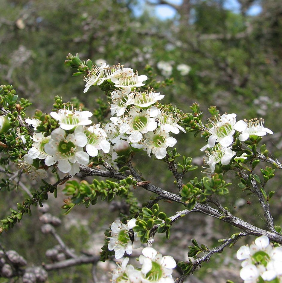 Tea Tree Essential Oil AAA Australian 4